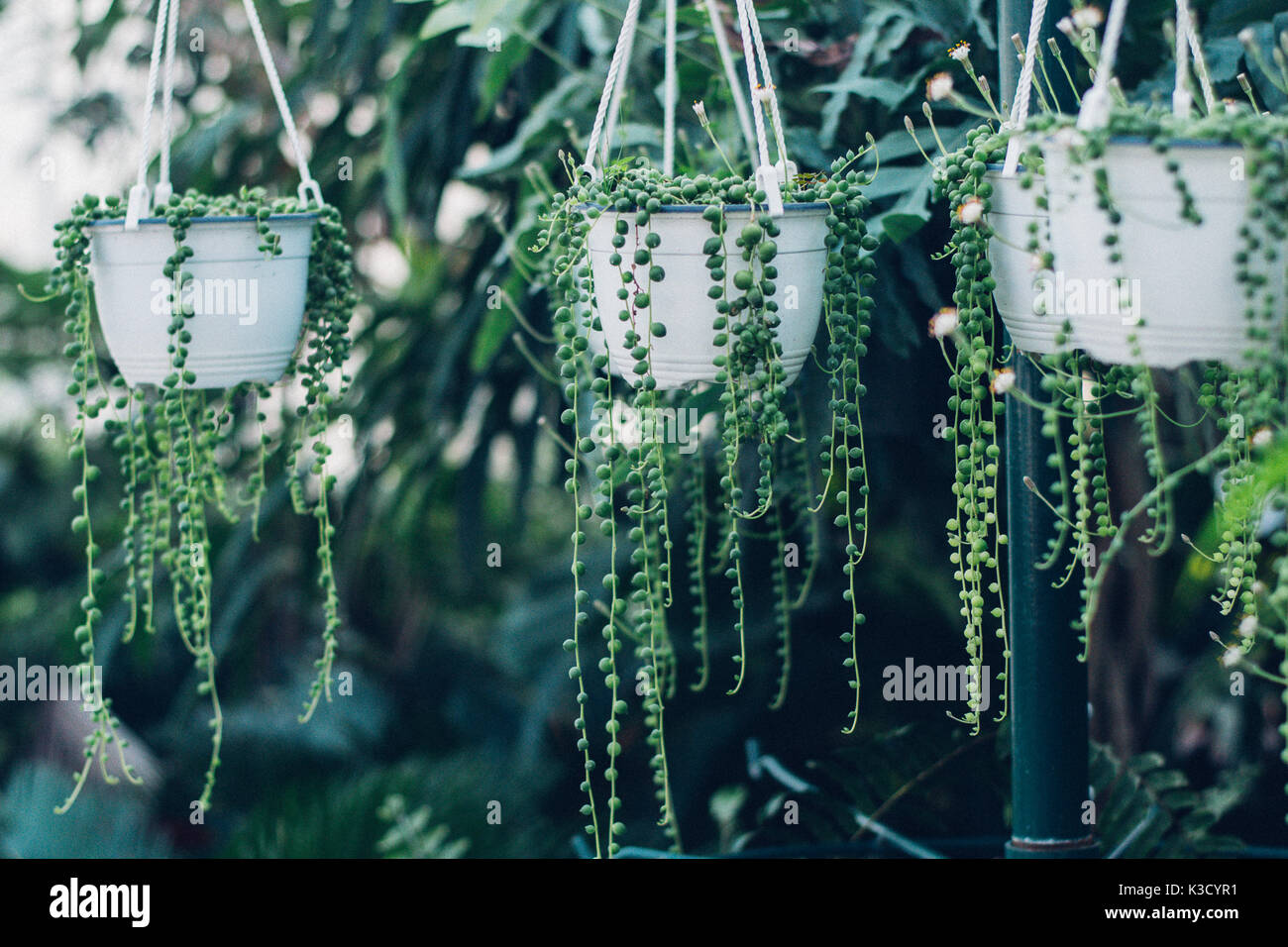 string of pearls succulent plant hanging in a greenhouse, symbolizing calm and serenity Stock Photo