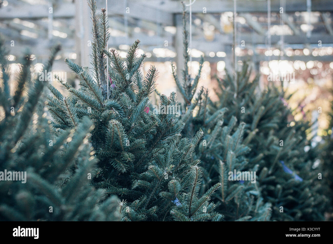 Christmas Trees in a Garden Center Nursery for Sale the Day after