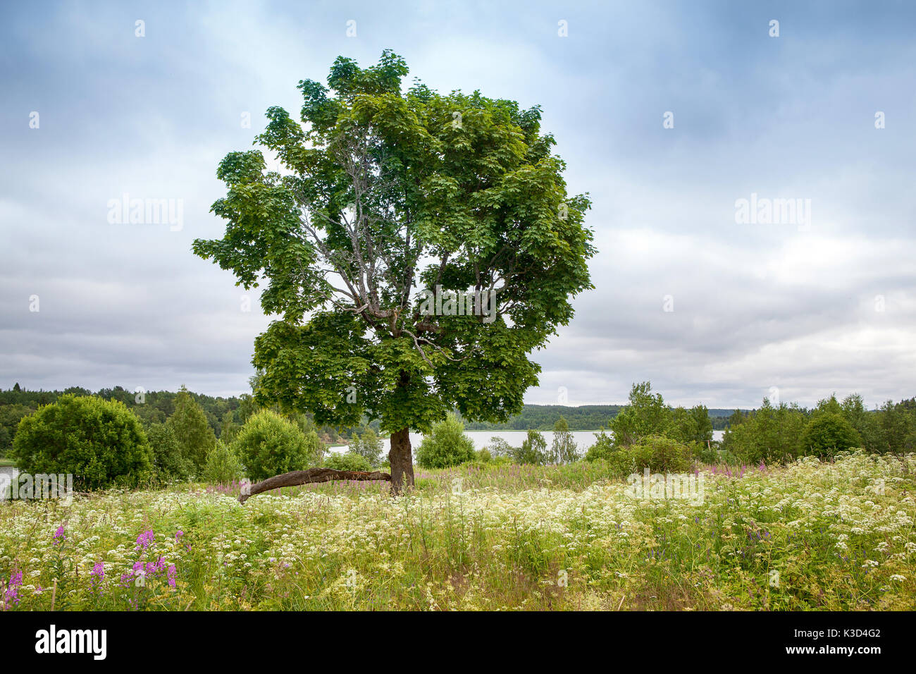 Wheat field single big tree hi-res stock photography and images - Alamy
