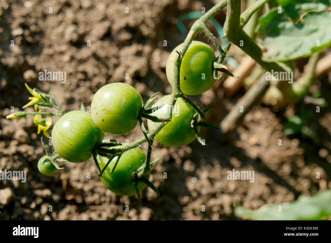 Green tomatoes in the garden, agriculture concept Stock Photo - Alamy