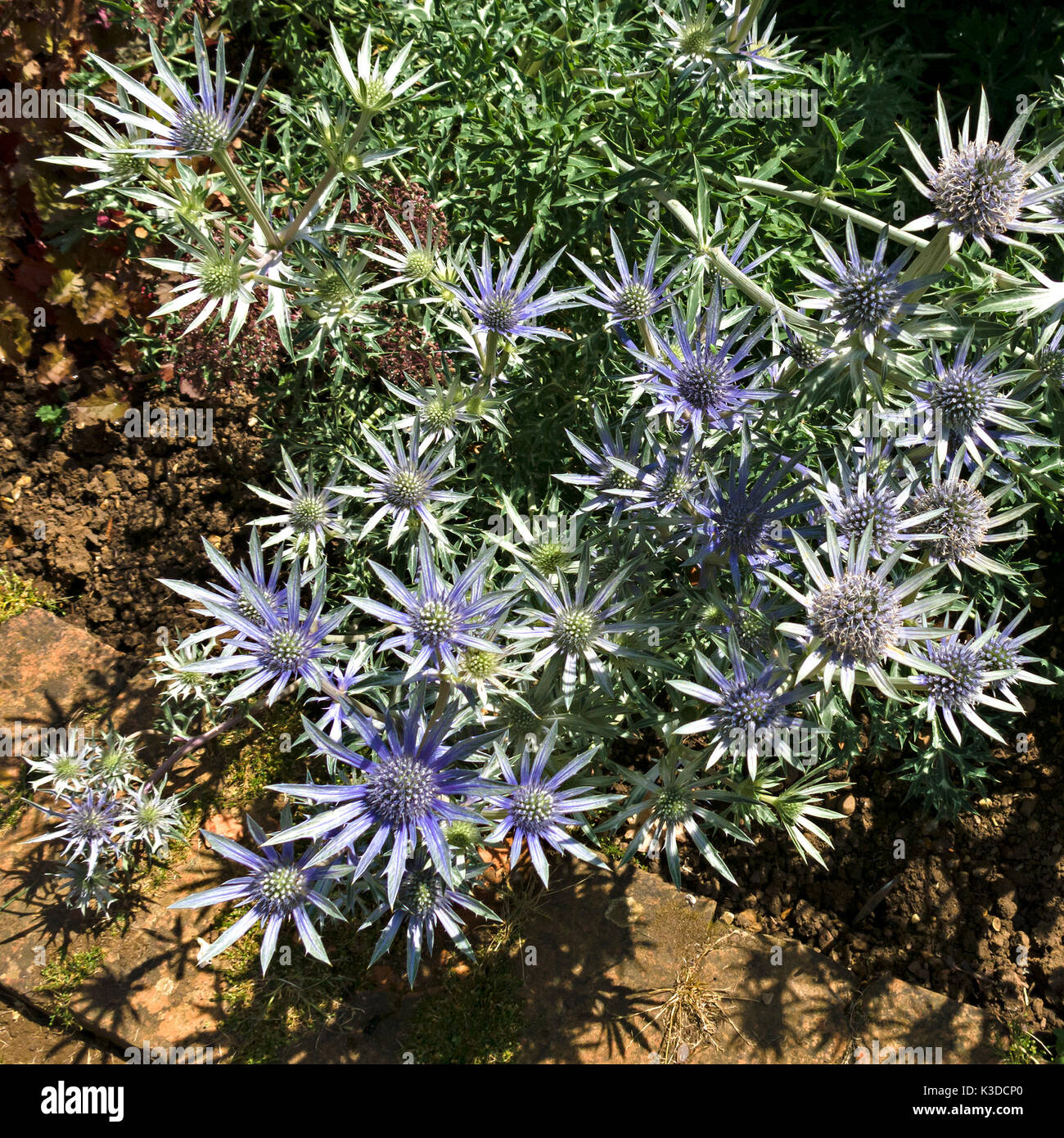 Eryngium bourgatii Picos Blue sea holly plant in flower Stock Photo