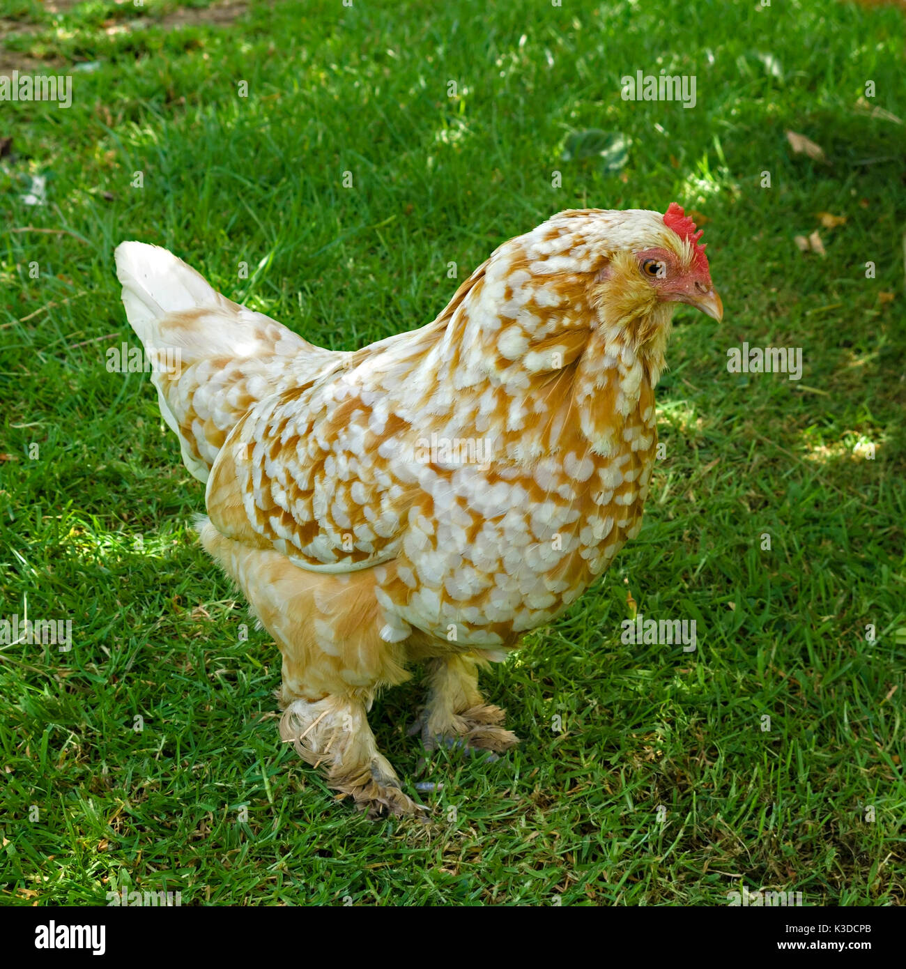 Fancy free range chicken with feathered feet on green grass lawn Stock Photo