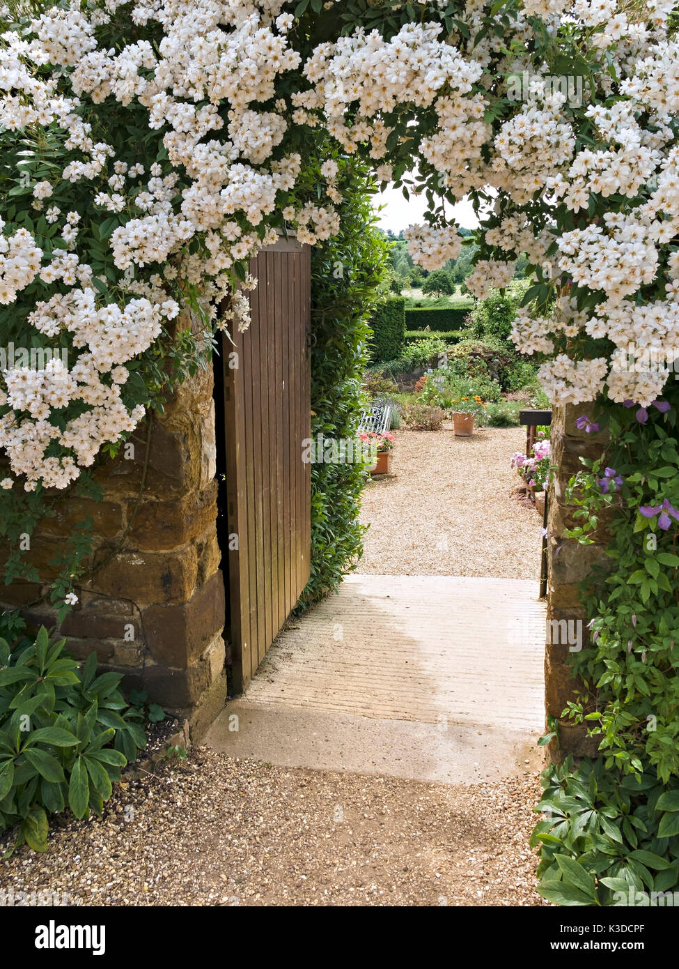 Rosa 'The Garland' climbing white rose in flower over open garden gate way, Coton Manor Gardens, Northamptonshire, England, UK Stock Photo