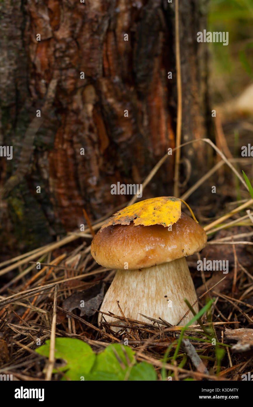 Harvesting mushroom hires stock photography and images Alamy