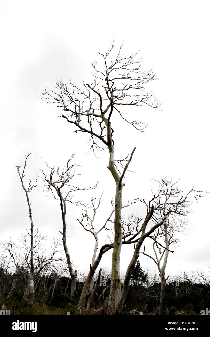 Dead gum tree hires stock photography and images Alamy