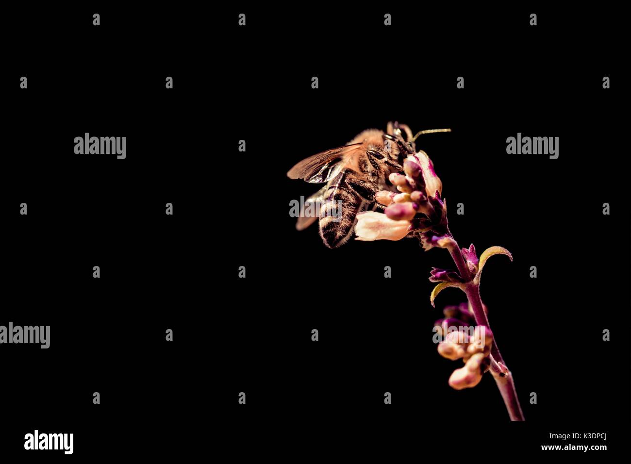 Honey bee sustainability because of climate change problems. The insect