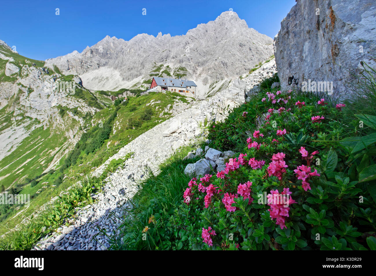Germany, Bavaria, Allgäu, upper Allgäu, Allgäuer alps, alpine rose, alpenrose, rhododendron hirsutum, Prinz-Luitpold-Hütte, Stock Photo