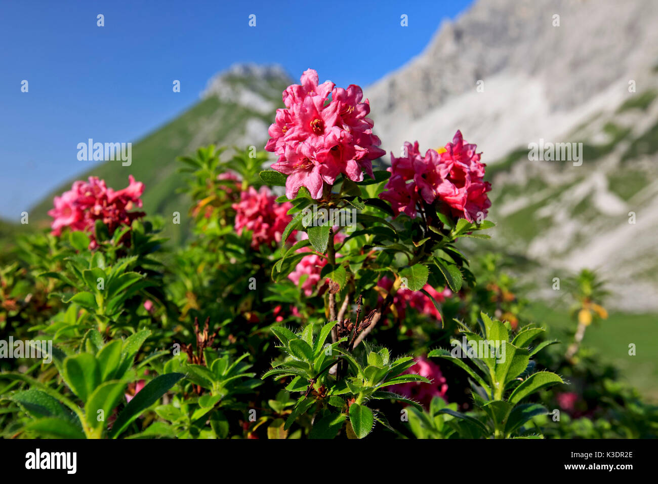 Germany, Bavaria, Allgäu, upper Allgäu, Allgäuer alps, alpine rose, alpenrose, rhododendron hirsutum, Kesselspitze, Stock Photo