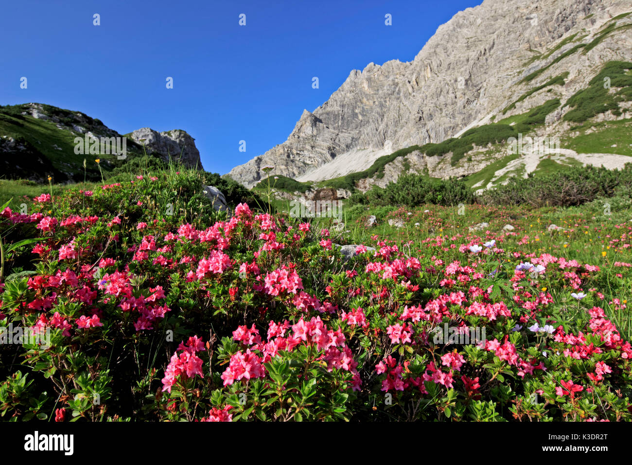 Germany, Bavaria, Allgäu, upper Allgäu, Allgäuer alps, alpine rose, alpenrose, rhododendron hirsutum, Stock Photo