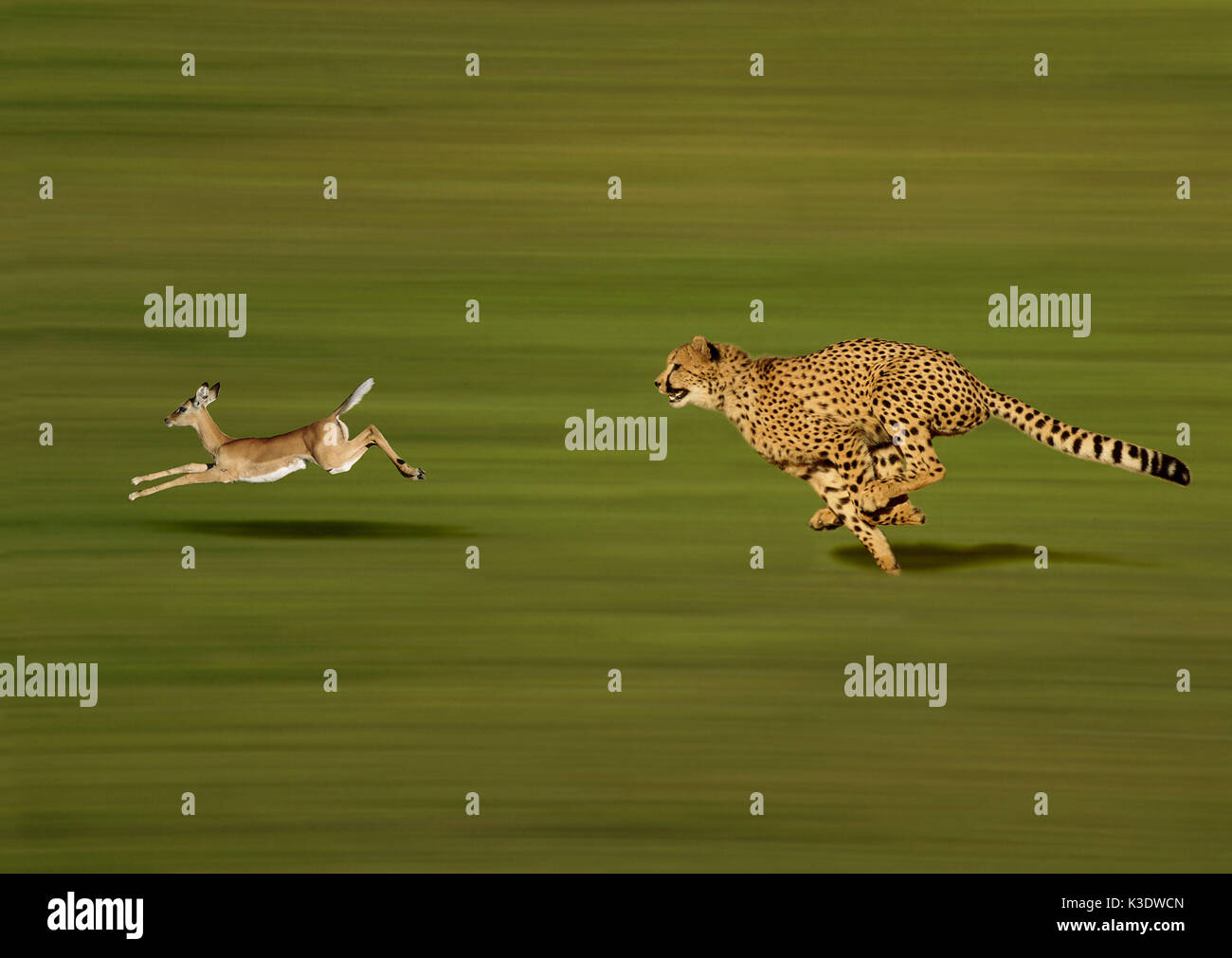 Cheetah, Acinonyx jubatus, full-grown, Thomsongazelle, Thomson gazelle, hunt, Stock Photo