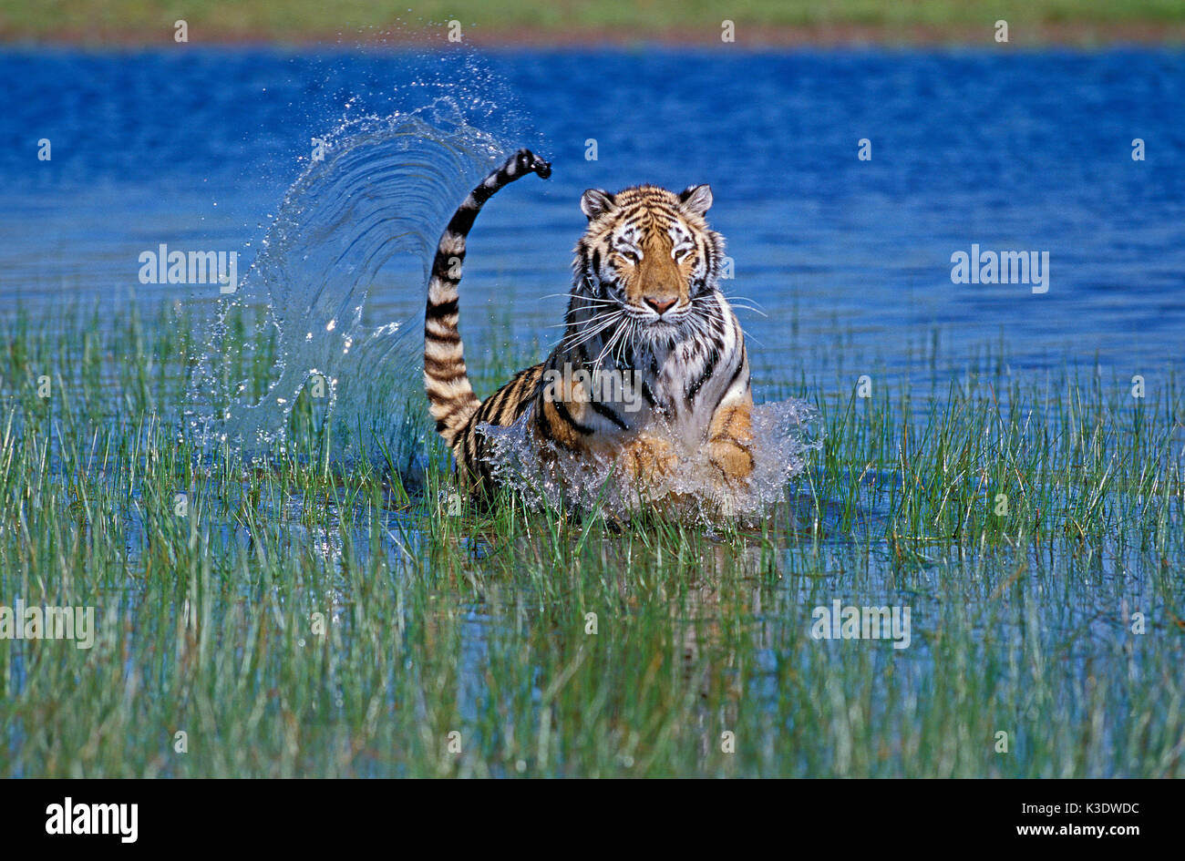 Bengali tiger, Panthera tigris, full-grown, water, run, Stock Photo