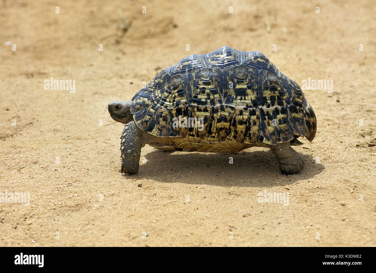 Leopard tortoise, Geochelone pardalis, Kenya, Stock Photo