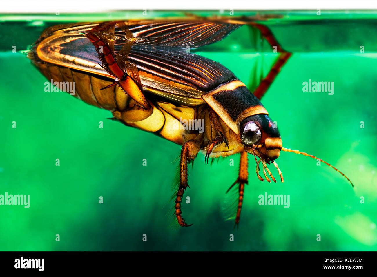 great diving beetle, Dytiscus boarderalis, water, medium close-up, Stock Photo