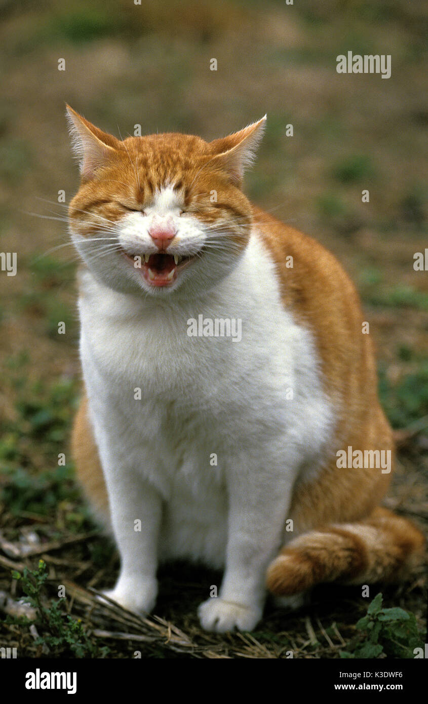 domestic cat miaows, medium close-up, Stock Photo