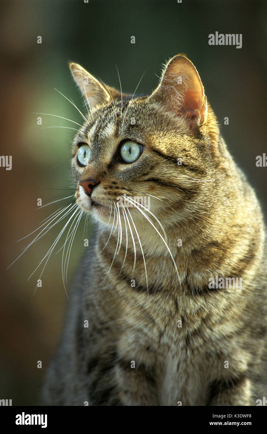 Portrait of a Tabby domestic cat, Stock Photo