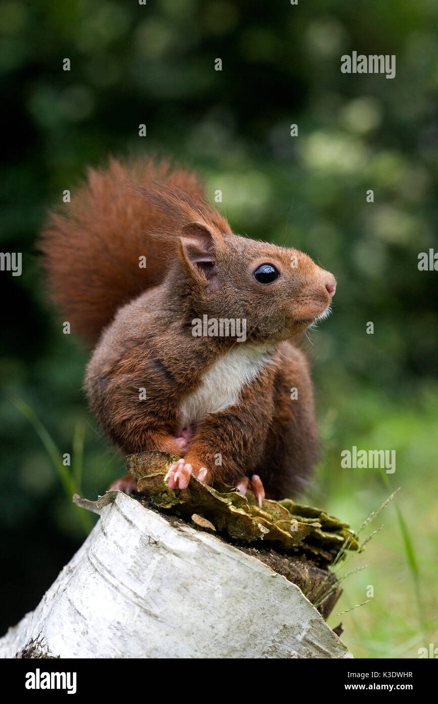 Squirrels, Sciurus vulgaris, tree stump, Stock Photo