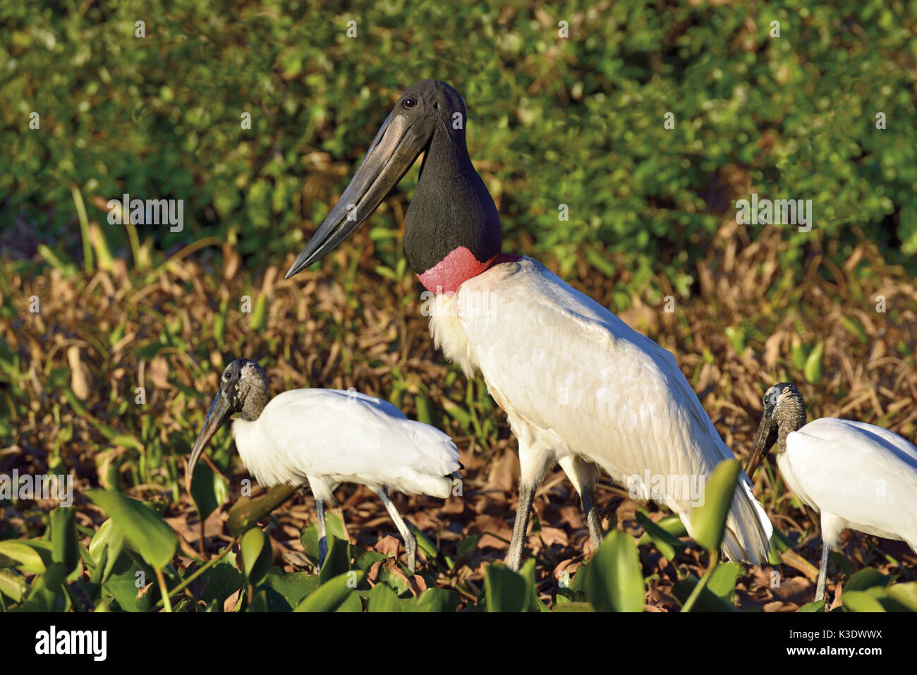 Brazil, Pantanal, forest storks, Mycteria americana, and Jabiru stork, Jabiru mycteria, lining search at the riverside, Stock Photo