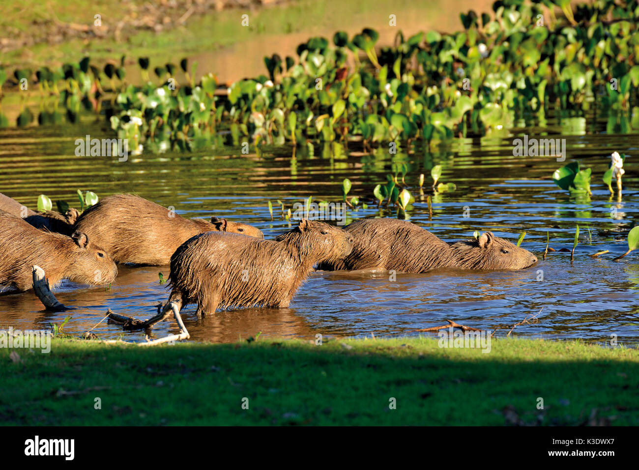 brazil-pantanal-water-pig-s-family-hydrochoerus-hydrochaeris-on-the