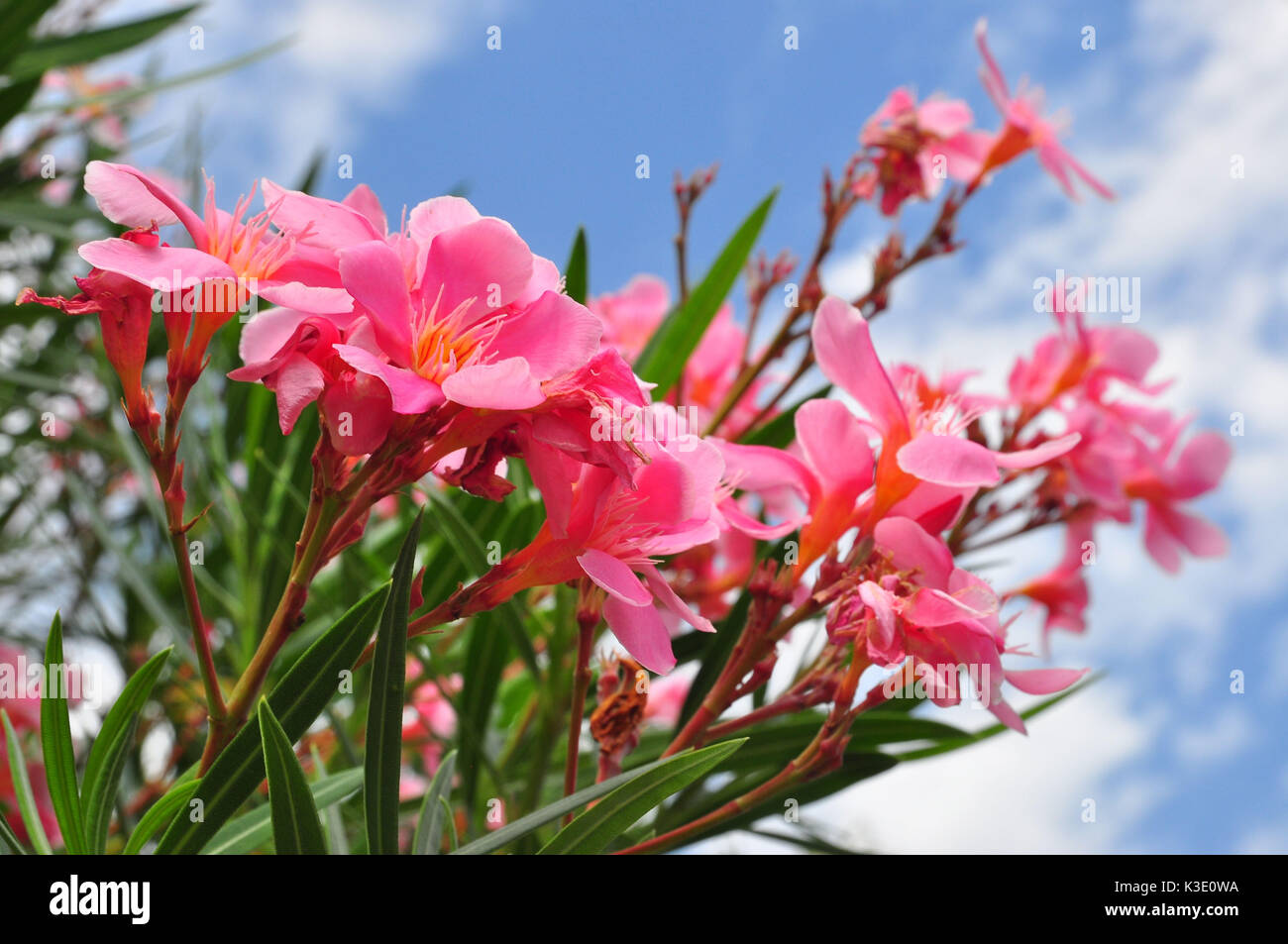 Oleander, blossoms, pink ones, Stock Photo