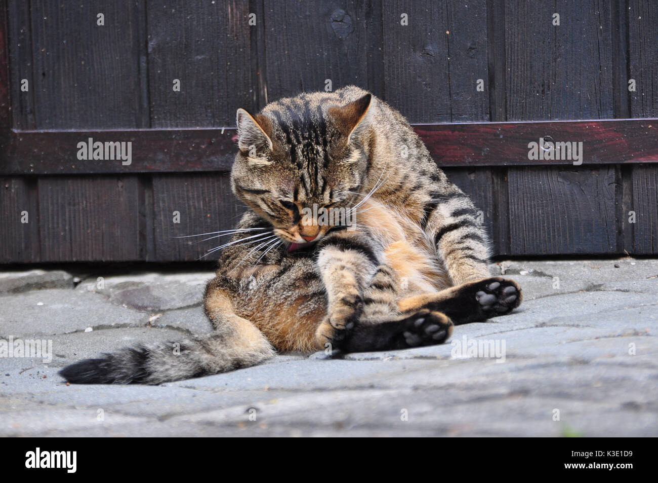 Cat, striped, fur care Stock Photo Alamy