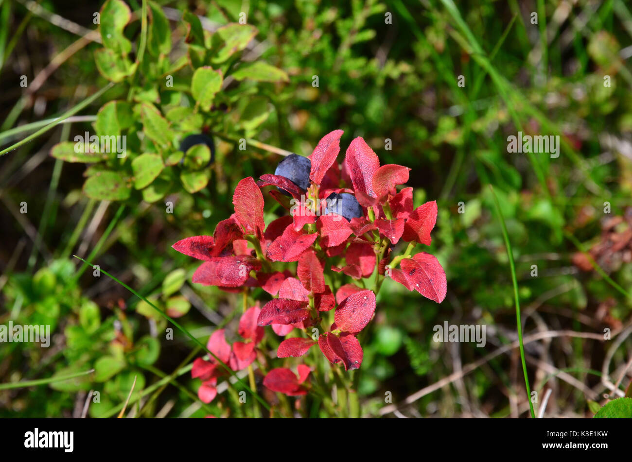 Flora, wild bilberry, Stock Photo