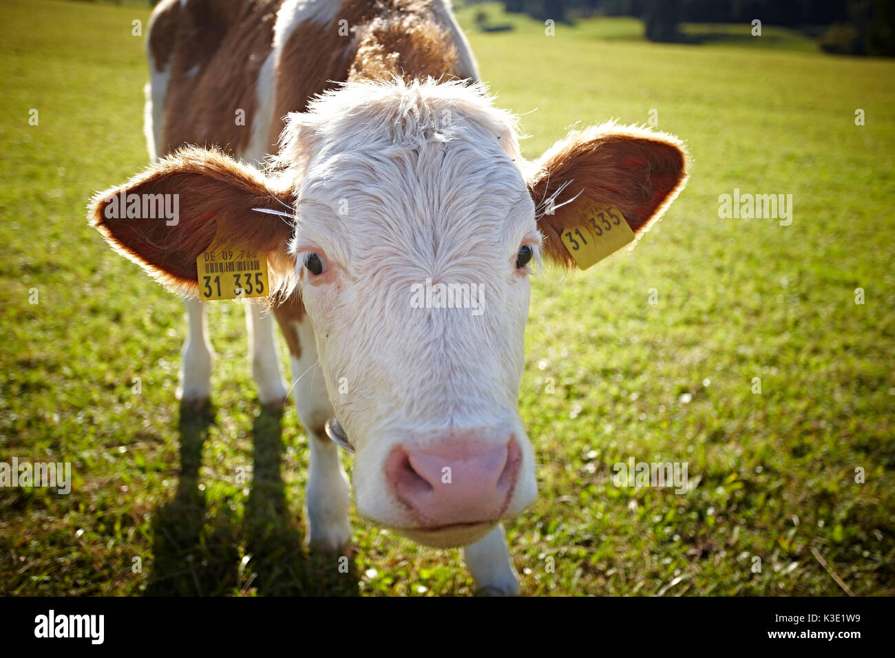 Close up cow hi-res stock photography and images - Alamy