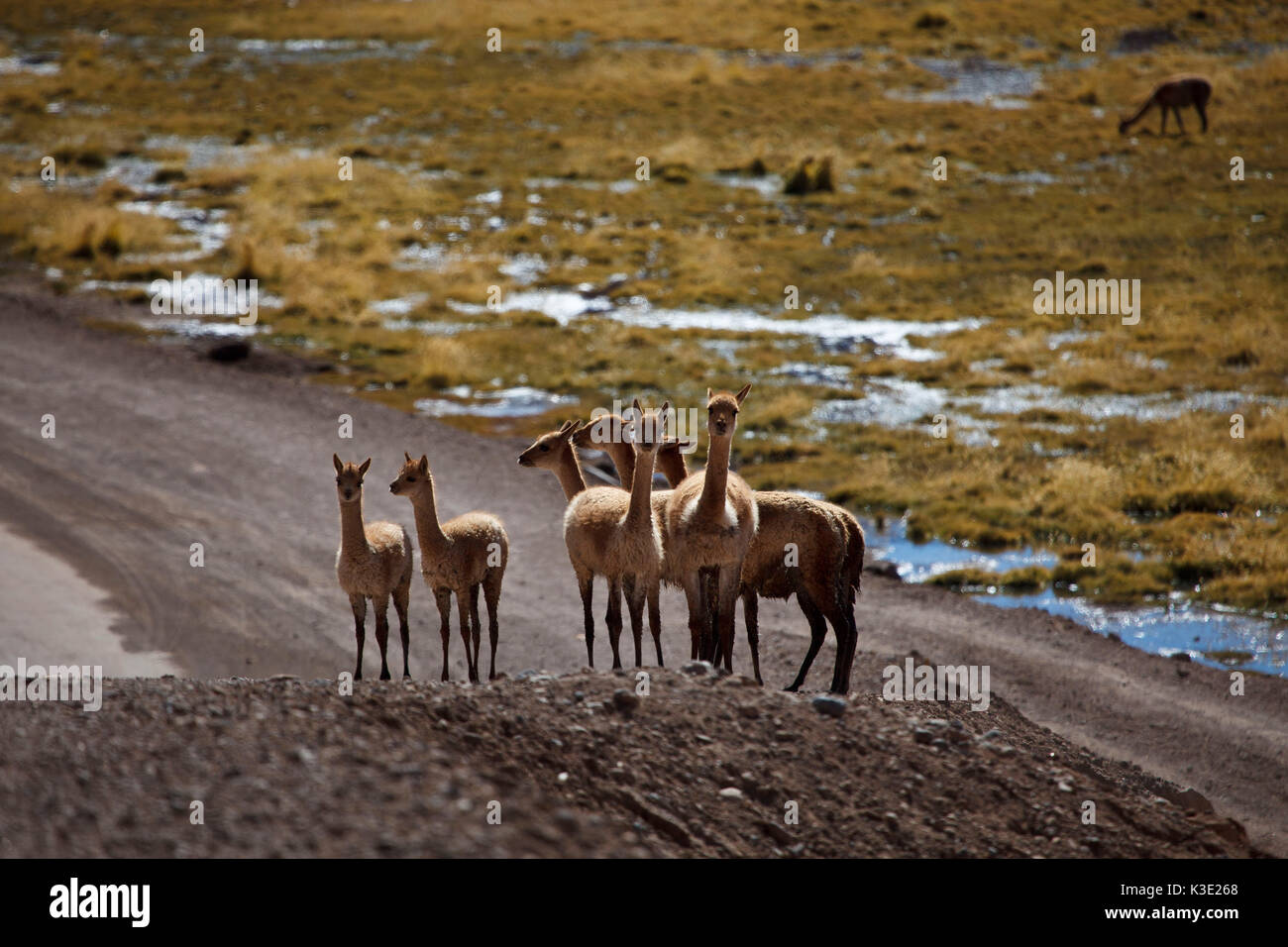 Chile, the North, Andines highland, Vicunas, Stock Photo