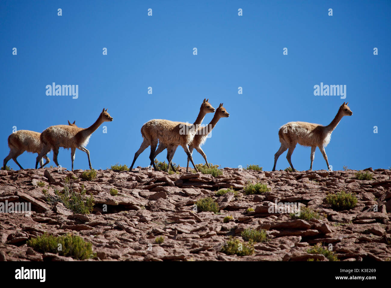 Chile, the North, Andines highland, Vicunas, Stock Photo