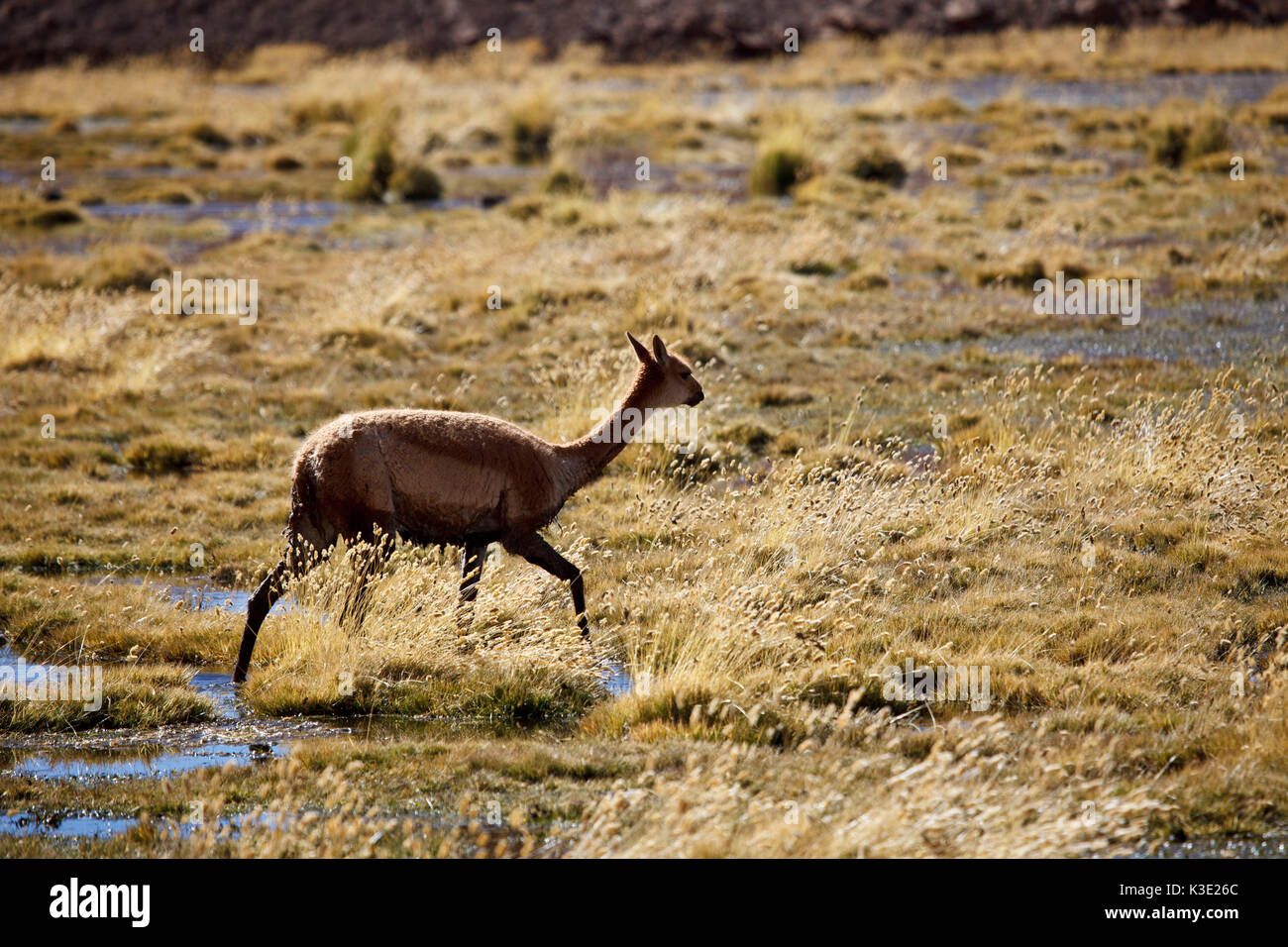 Chile, the North, Andines highland, Vicuna, Stock Photo