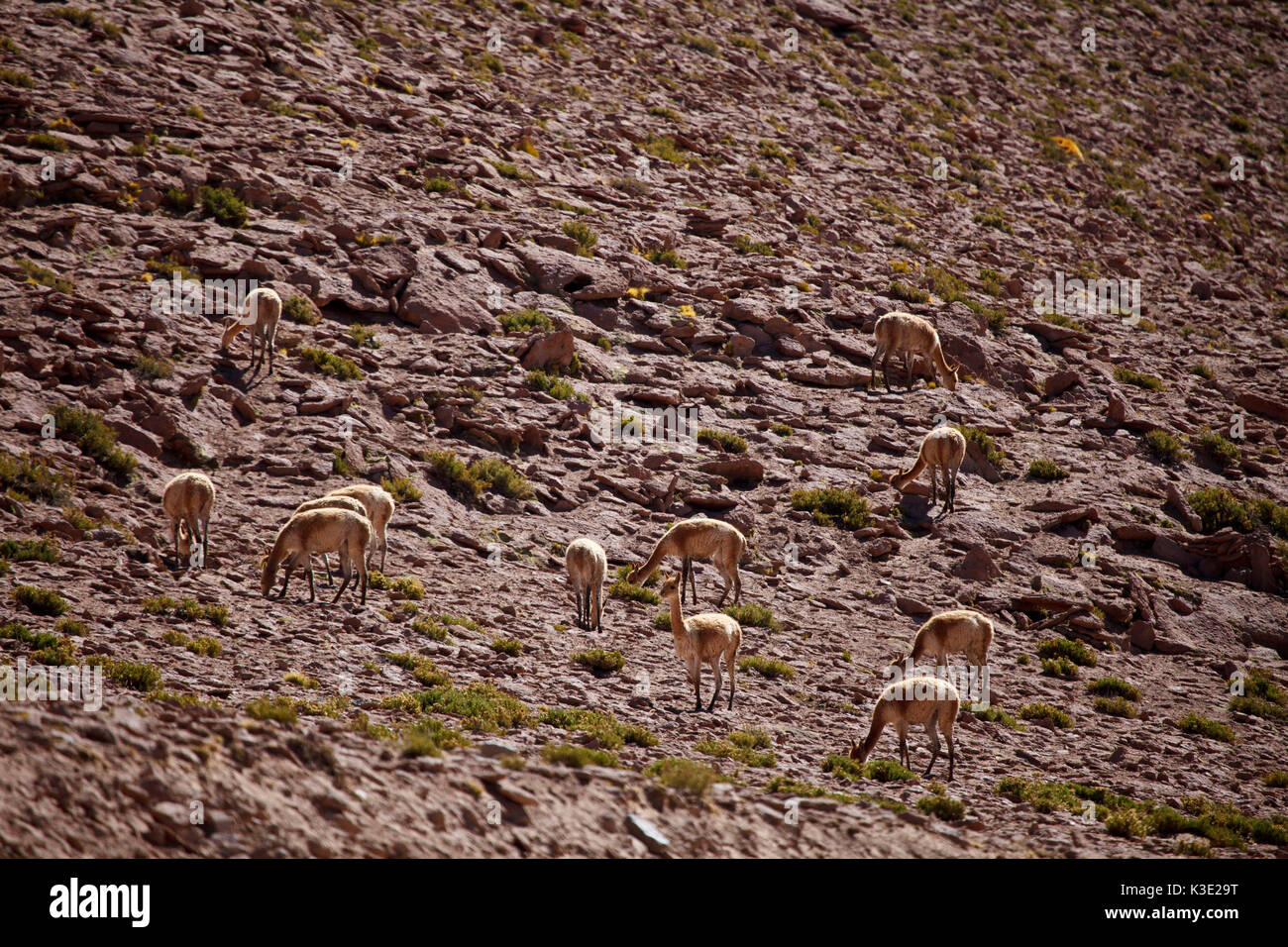 Chile, the North, Andines highland, Vicunas, Stock Photo