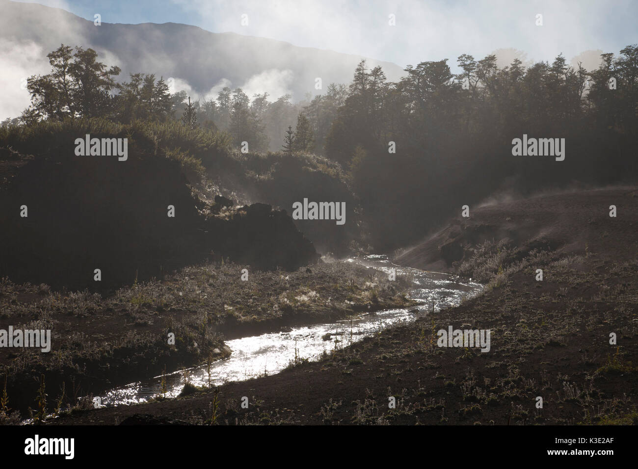 Chile, Araucania, national park Conguillio, wood, fog, brook Stock ...