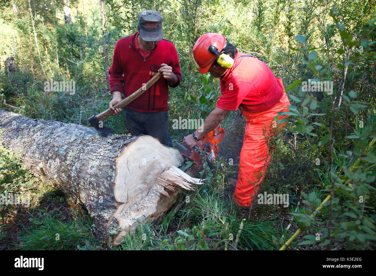 Chile, Araucania, Curacautin, Mapuche, Fair Trade, wood, small forest owners, tree, chop down, Stock Photo