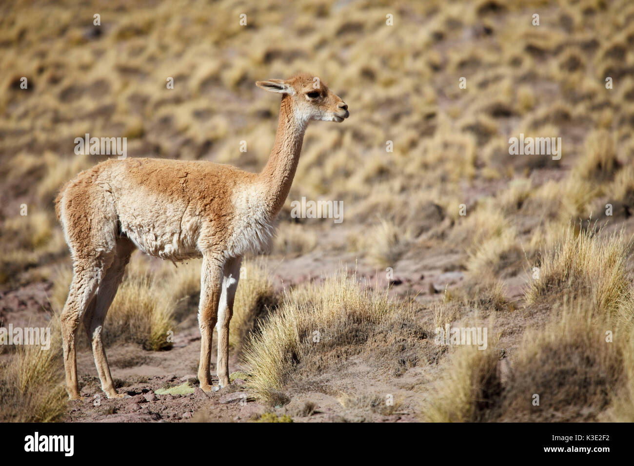 Chile, the North, Andines highland, Ichu grass, Vicuna, Stock Photo