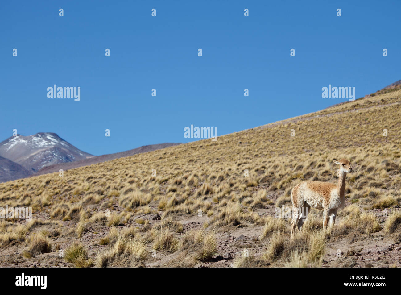 Chile, the North, Andines highland, volcano, Ichu grass, Vicuna, Stock Photo
