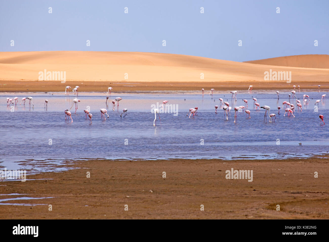 Afrika, Namibia, Namib-W?ste, Atlantikk?ste, Walvis Bay, Flamingos, Rosaflamingos, Phoenicopterus ruber, Stock Photo