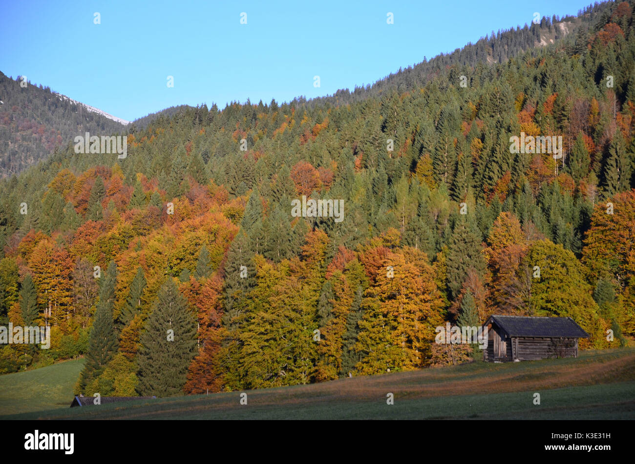 Deutschland, Bayern, Herbst, Wald, Stock Photo