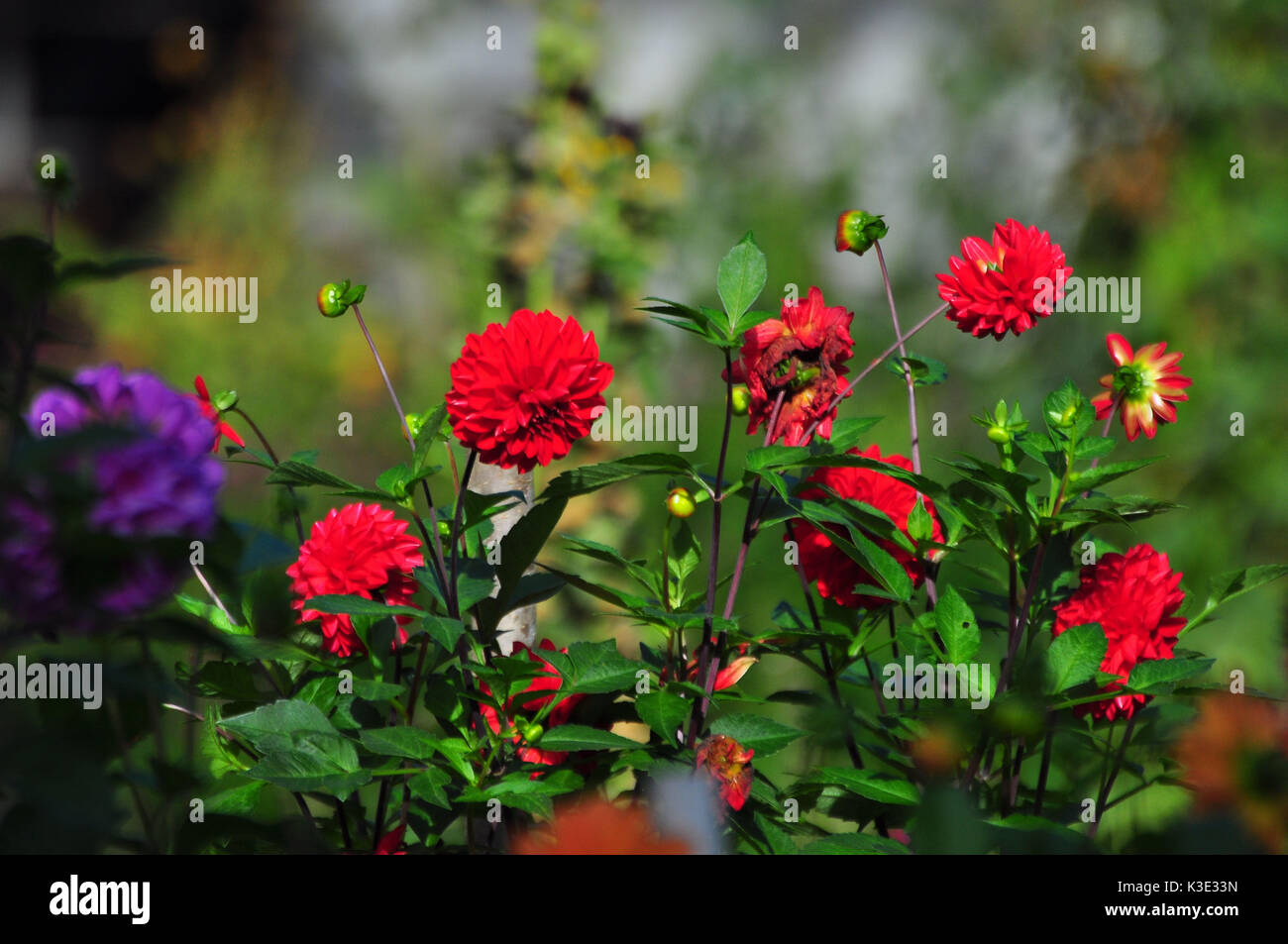 Garten, Blumenbeet, Dahlien, Blumen Stock Photo Alamy
