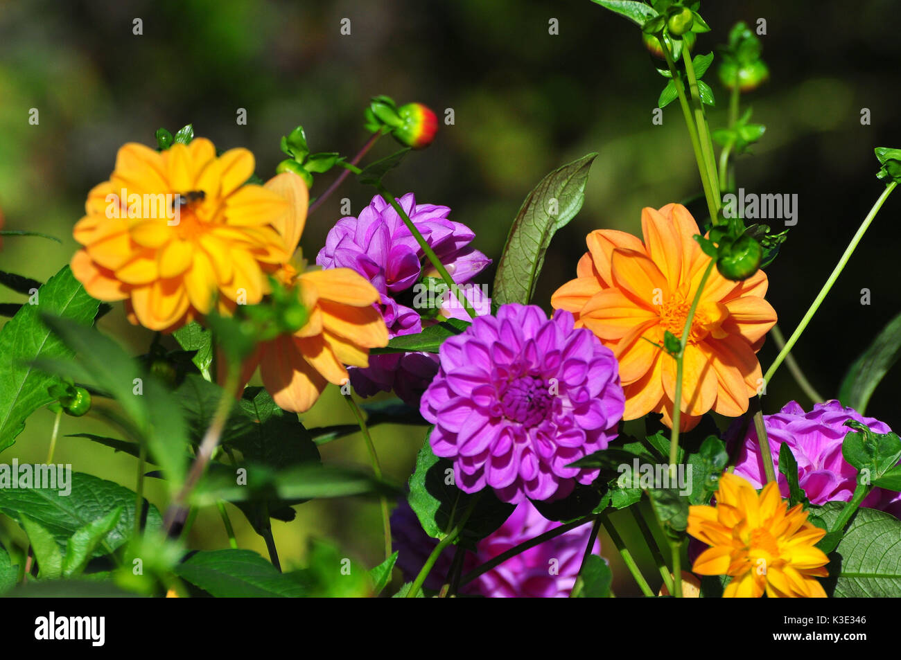 Garten, Blumenbeet, Dahlien, Blumen Stock Photo Alamy