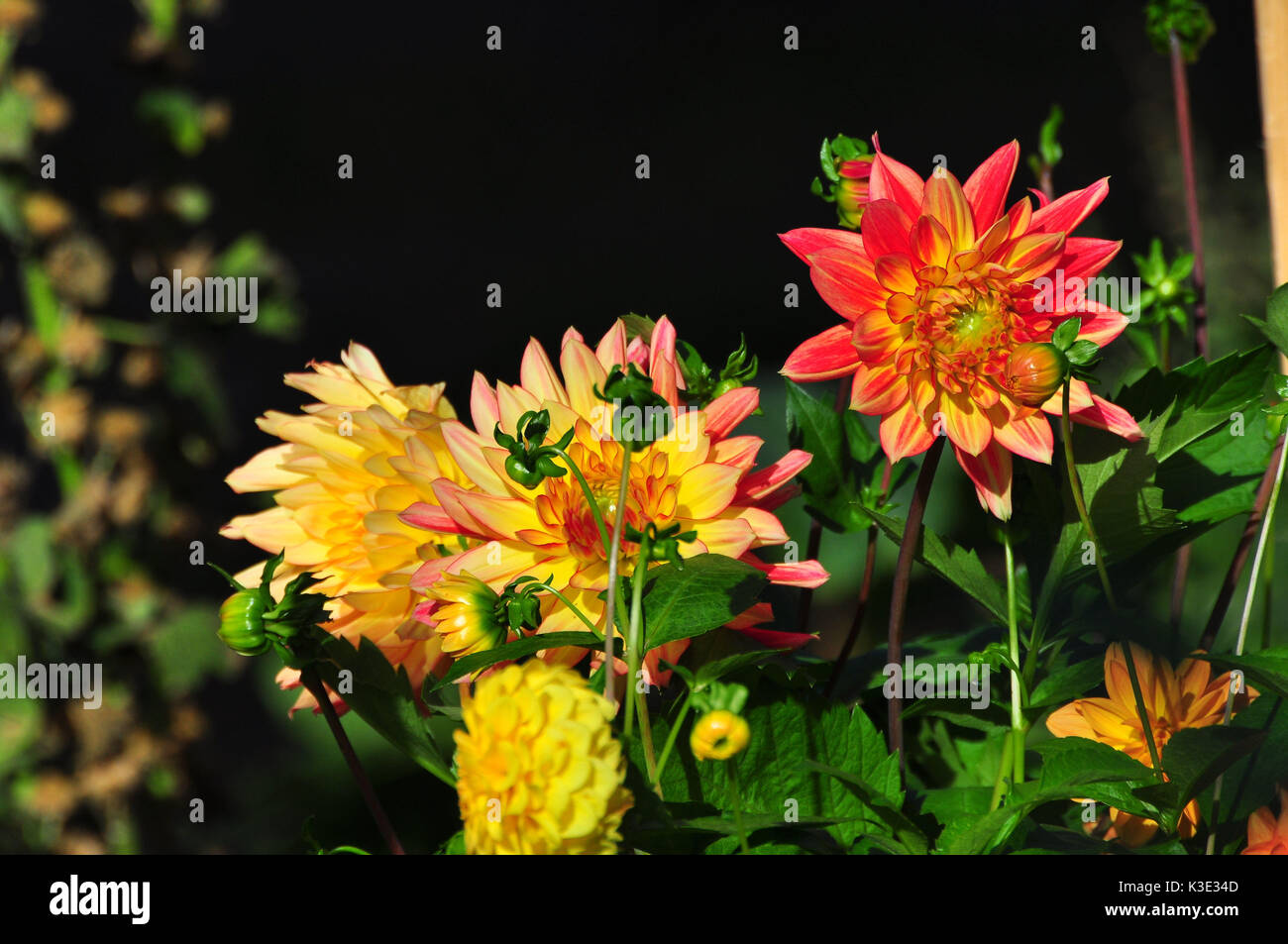Garten, Blumenbeet, Dahlien, Blumen, Stock Photo