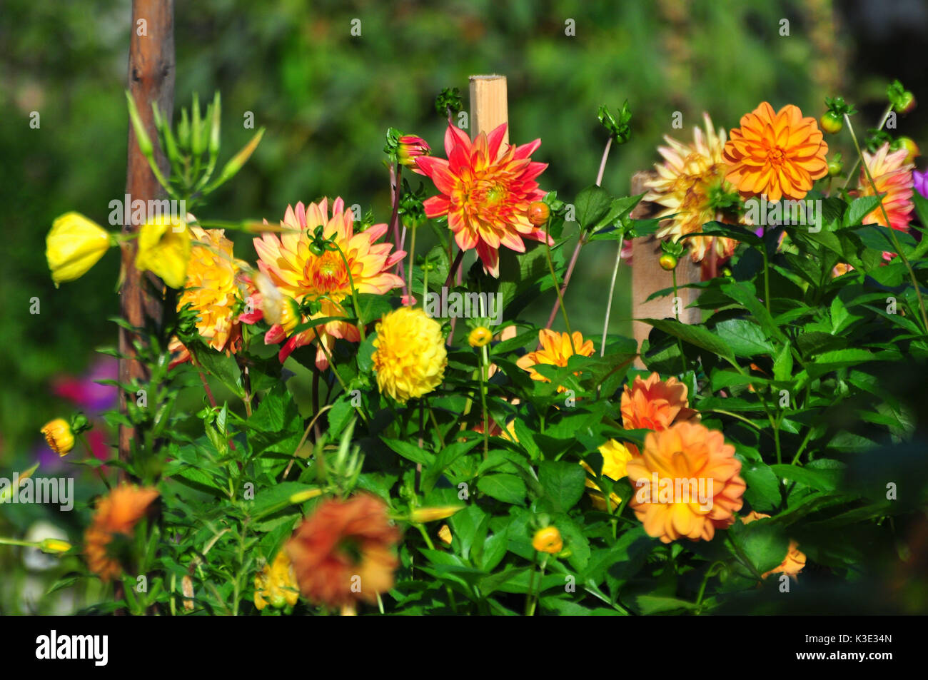 Garten, Blumenbeet, Dahlien, Blumen, Stock Photo