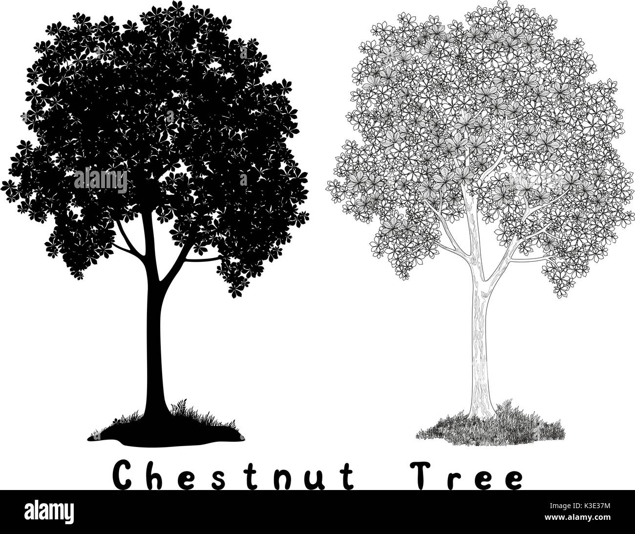 Chestnut tree Silhouette Contours and Inscriptions Stock Vector