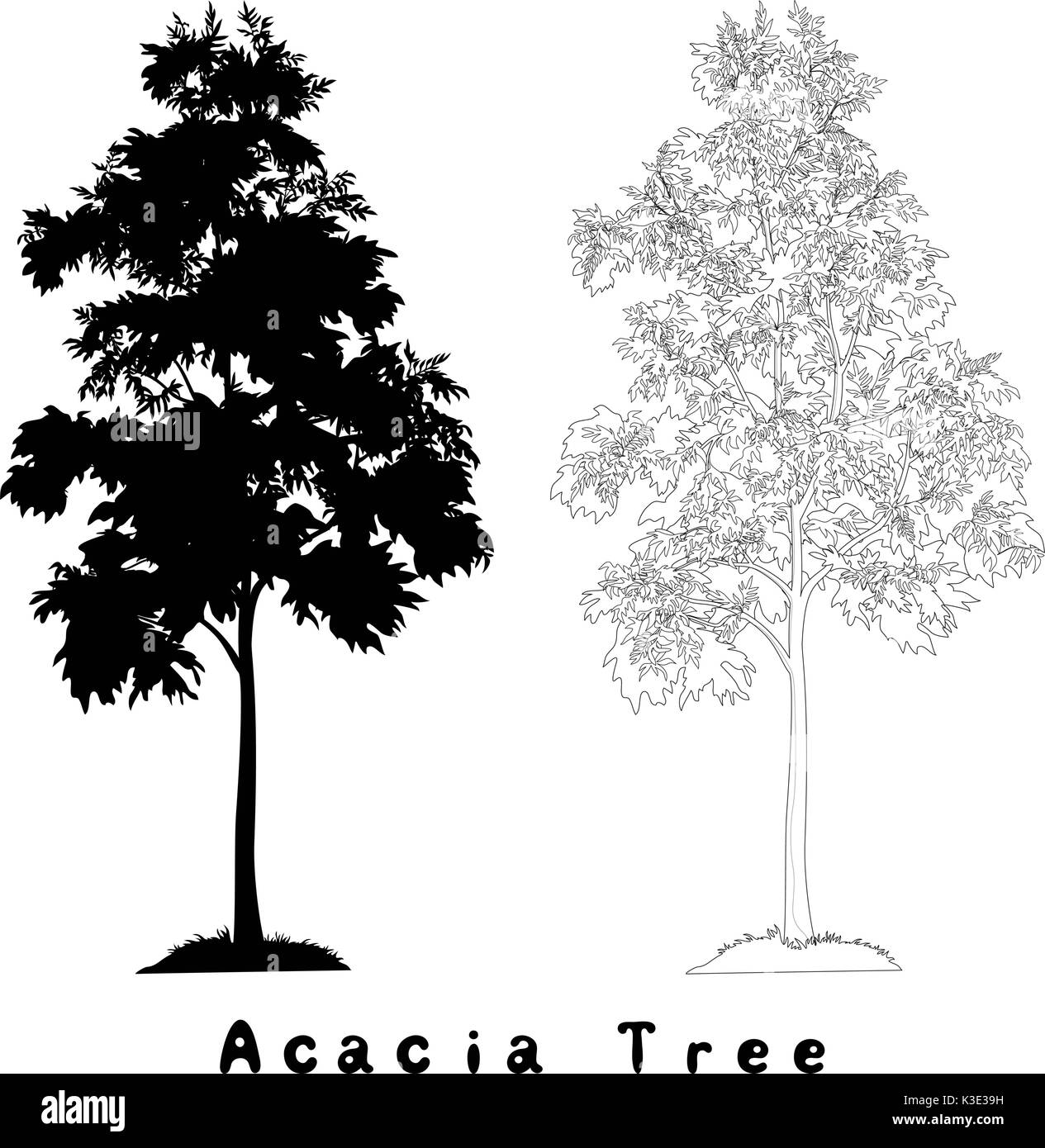 Acacia tree silhouette, contours and inscriptions Stock Vector