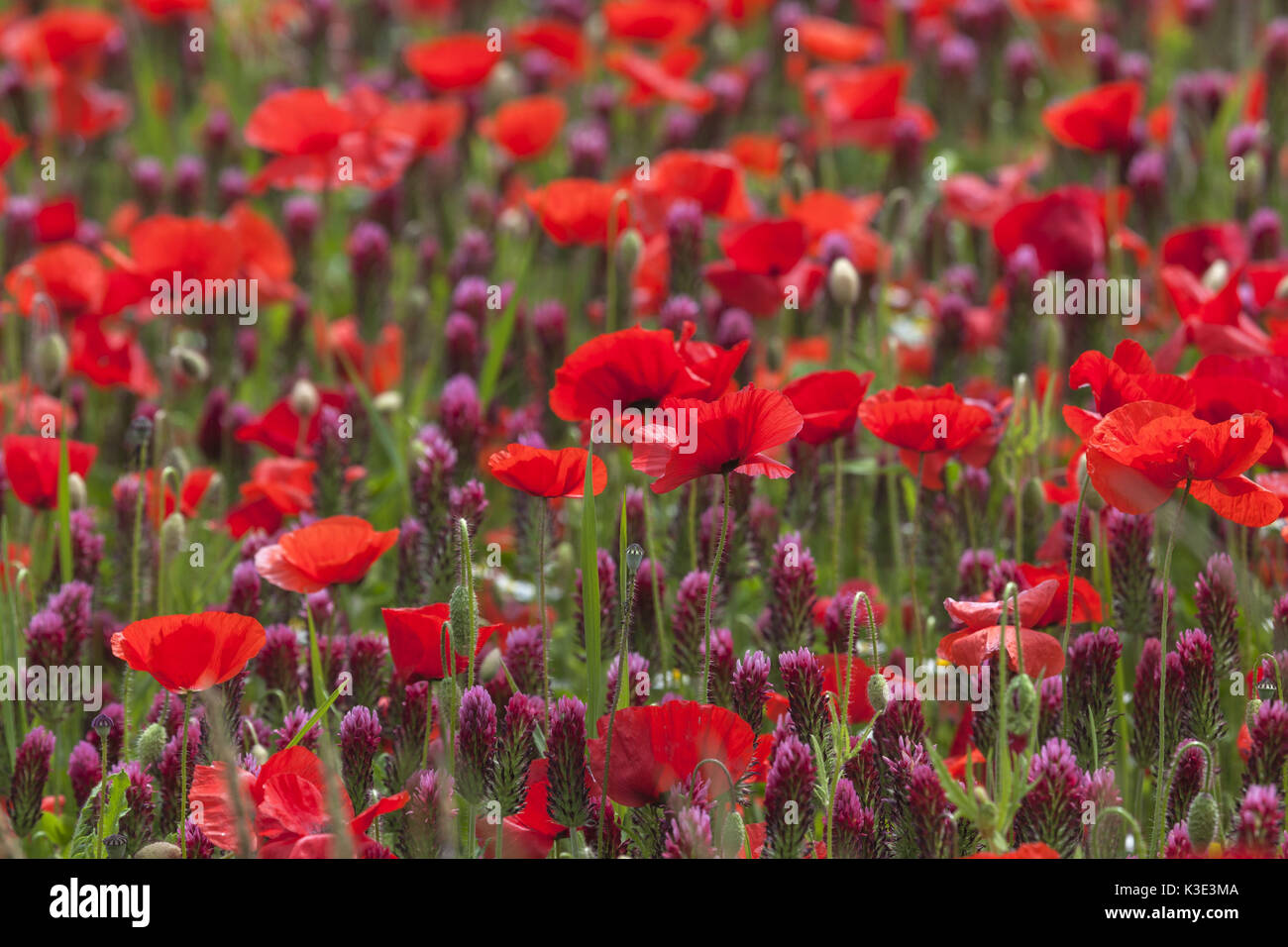 Field with crimson clover and field poppy, Trifolium incarnatum with Papaver rhoeas, Bentfeld, Ostholstein, Holstein, Schleswig - Holstein, Germany, Stock Photo