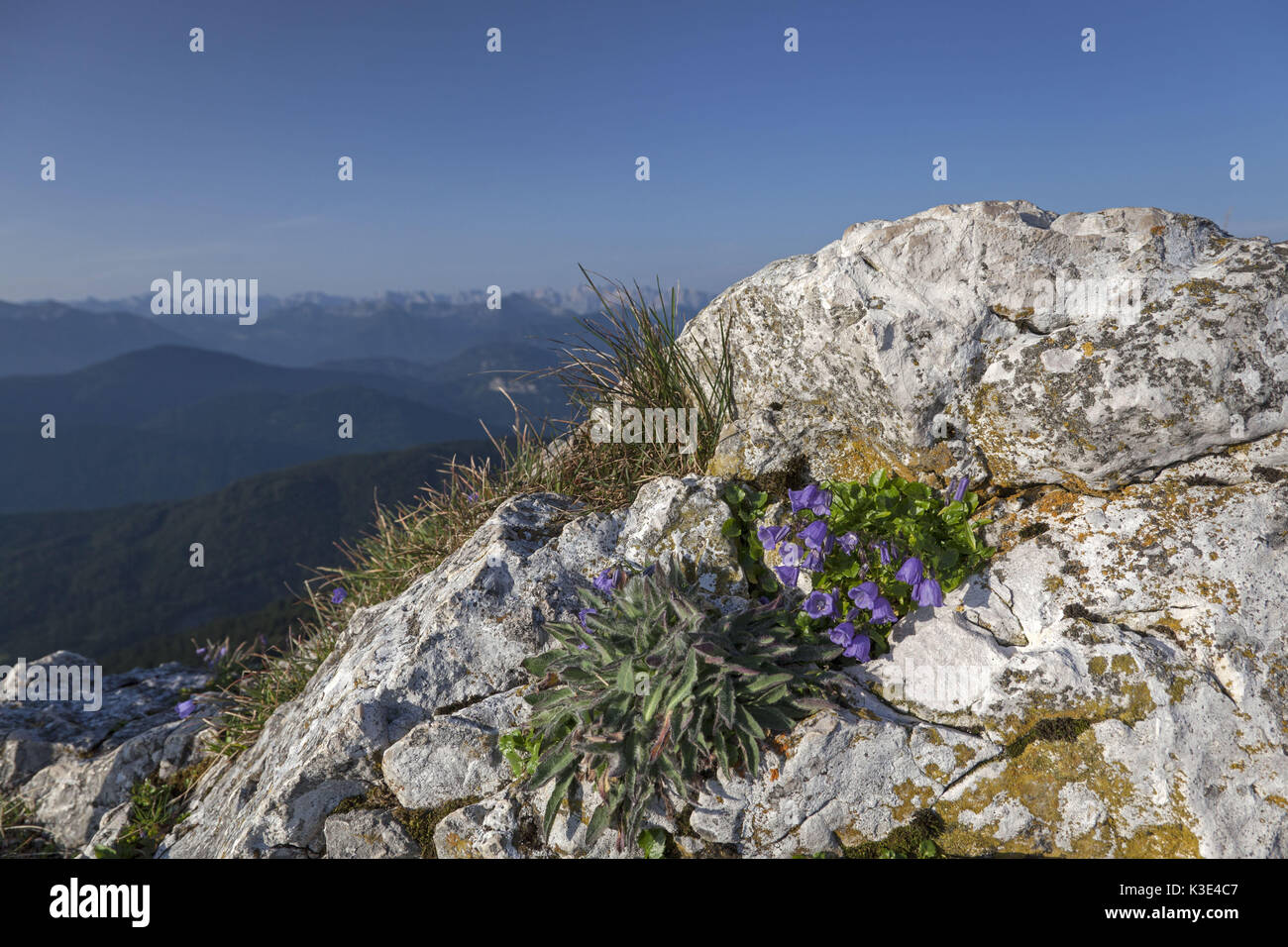 Blossoming small bellflower on rock in the bavarian Alpine foothills, Lenggries, Upper Bavaria, Bavaria, Germany, Stock Photo