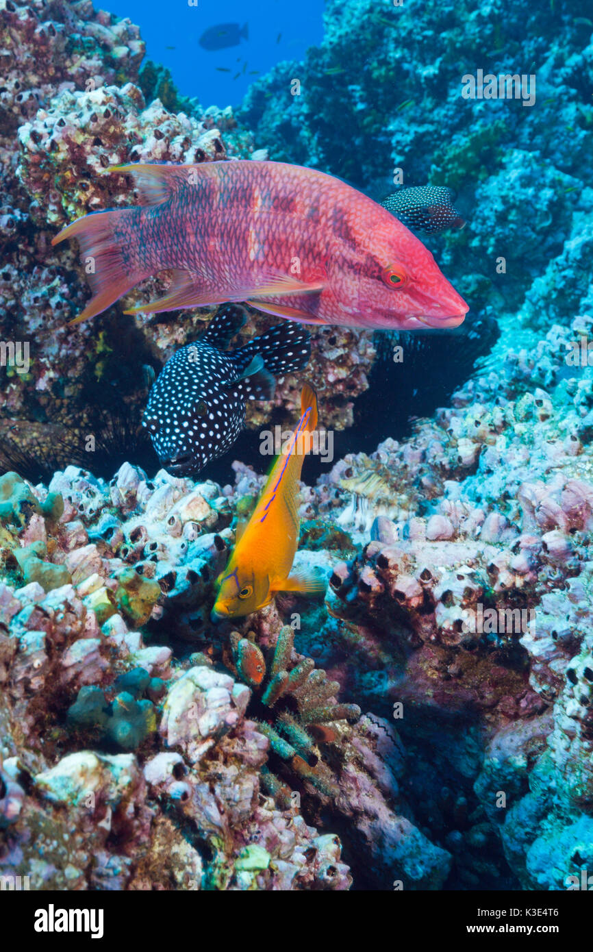 Mexican hogfish, orange splendour emperor's fish and stars-blowfish, Bodianus diplotaenia, Holacanthus clarionensis, Arothron meleagris, San Benedicto Stock Photo