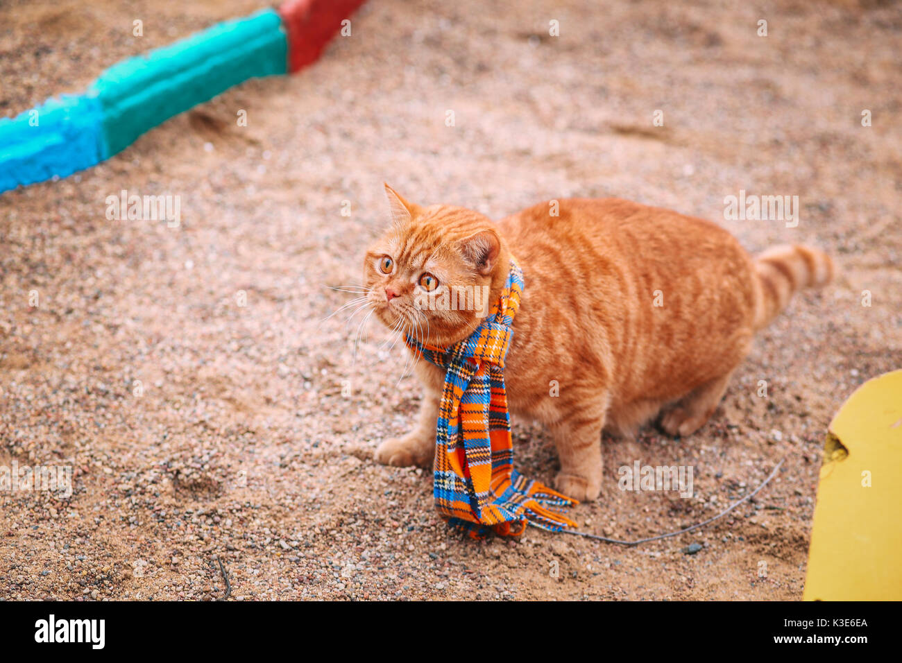 British shorthair red cat in autumn. Red cat with colorful leafs Stock Photo