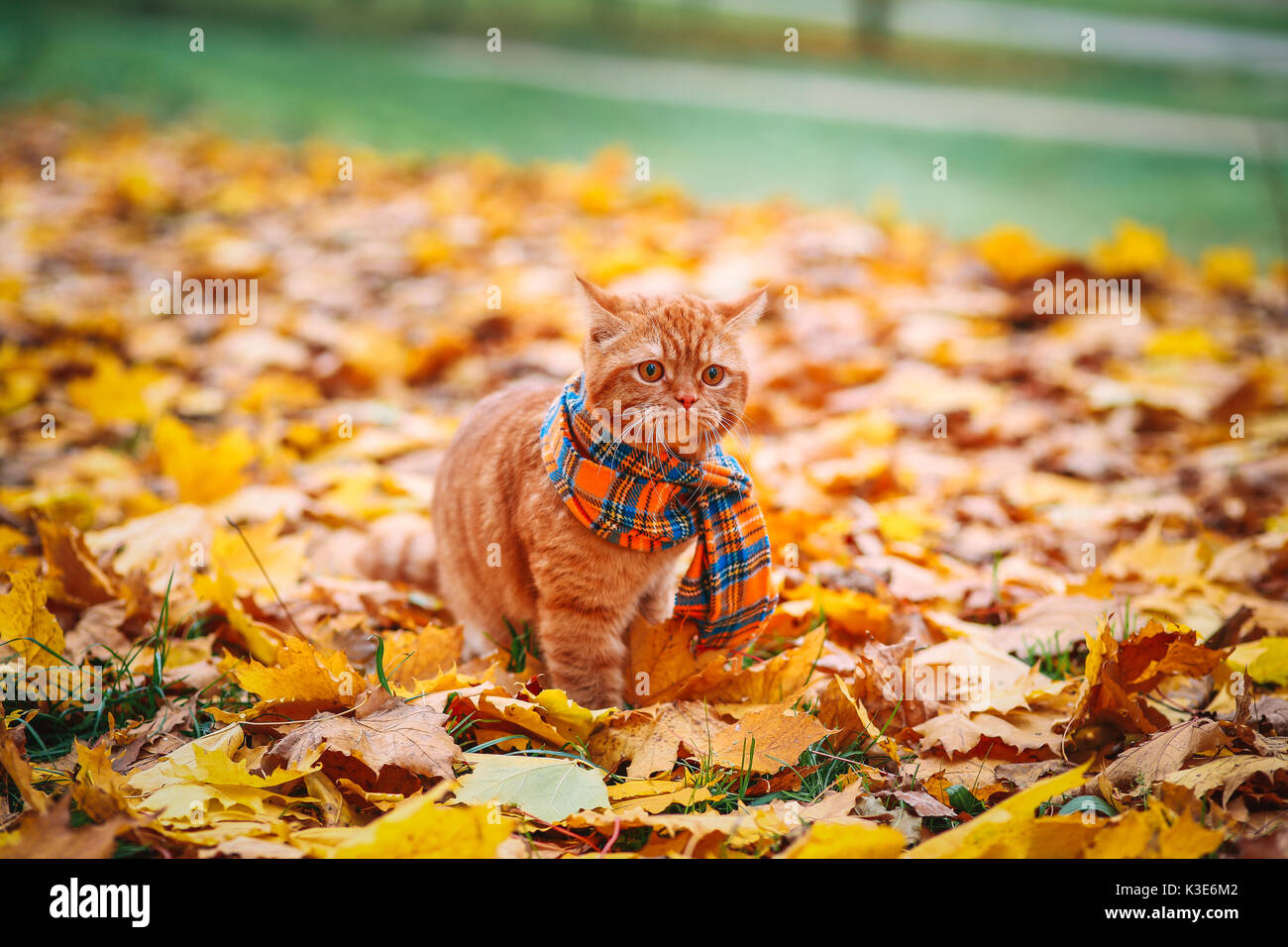 Котик в шарфике осенью
