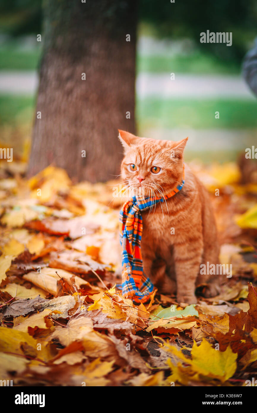 British shorthair red cat in autumn. Red cat with colorful leafs Stock Photo