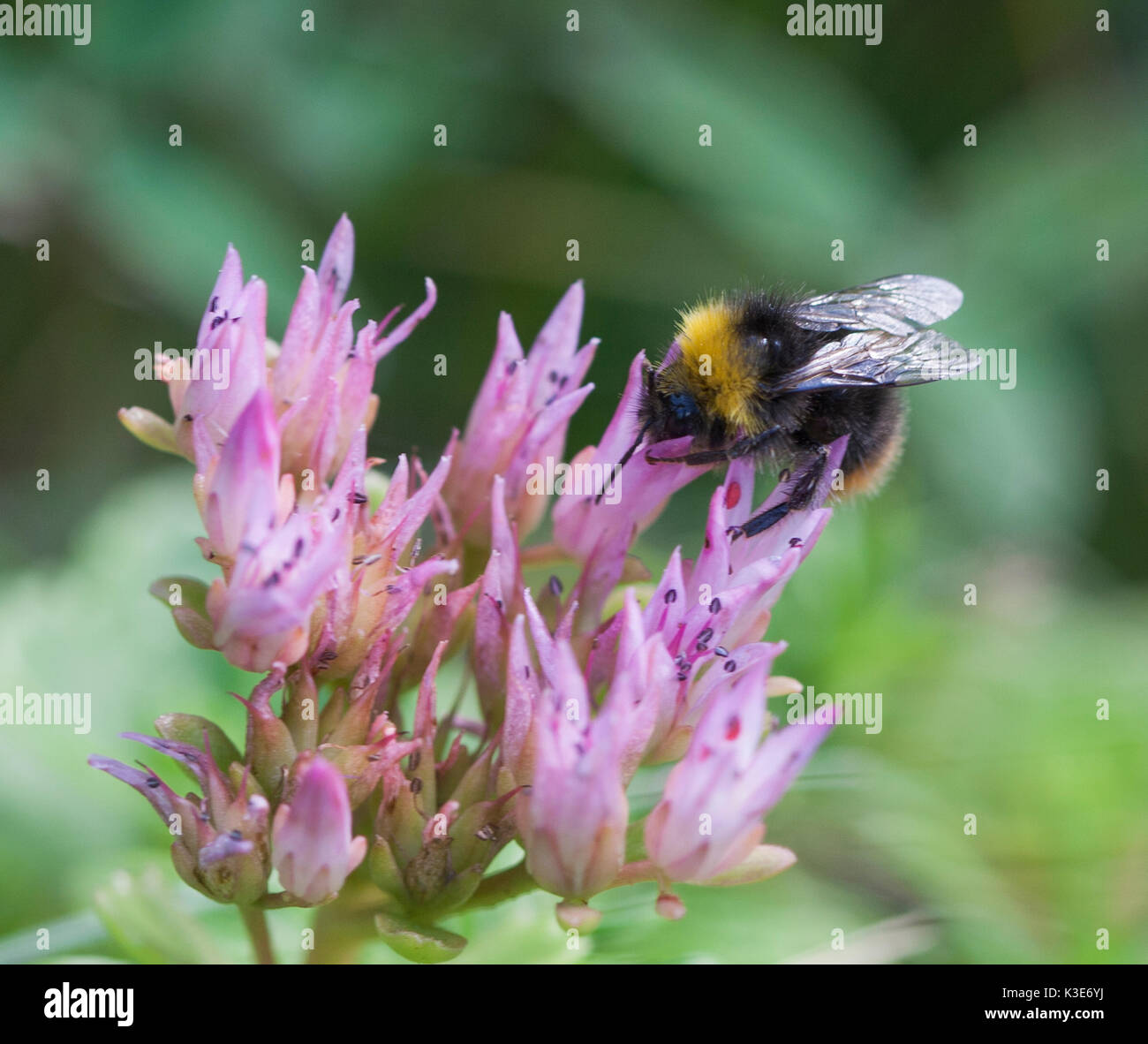Bumblebee on flower in garden Stock Photo