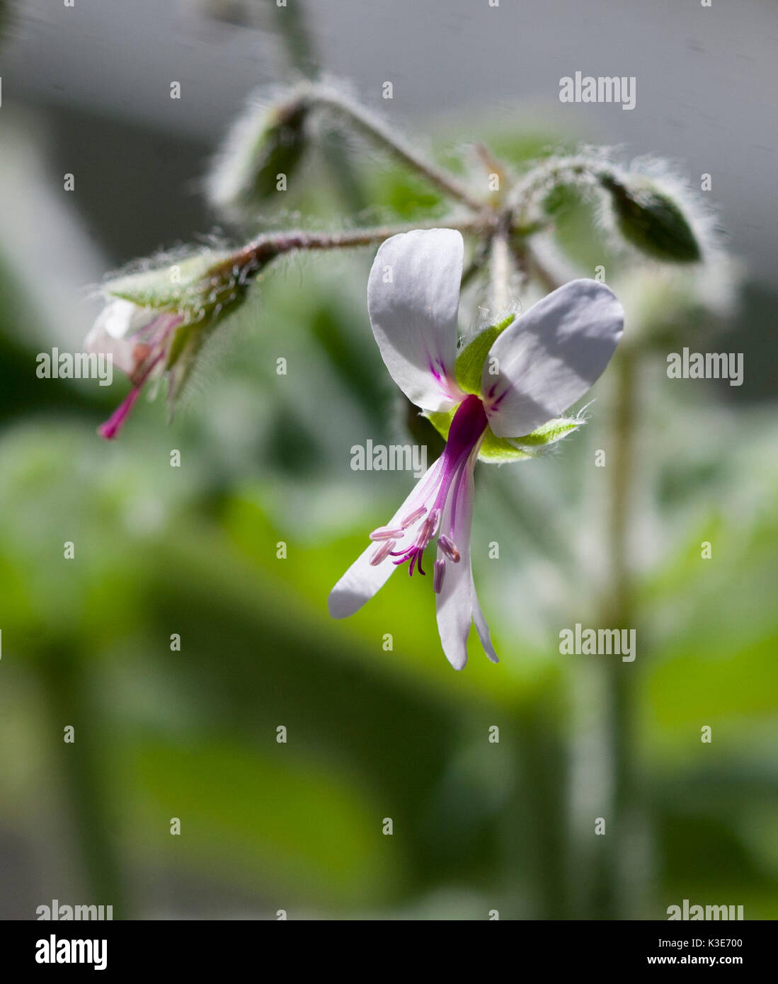 GERANIUM TOMENTOSUM 2017 Stock Photo